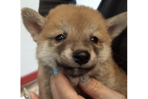 成約済の富山県の柴犬-184138